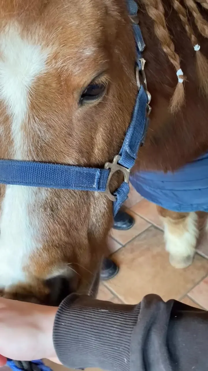 Video dei nostri pony